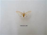 藏品(八點灰燈蛾)的圖片